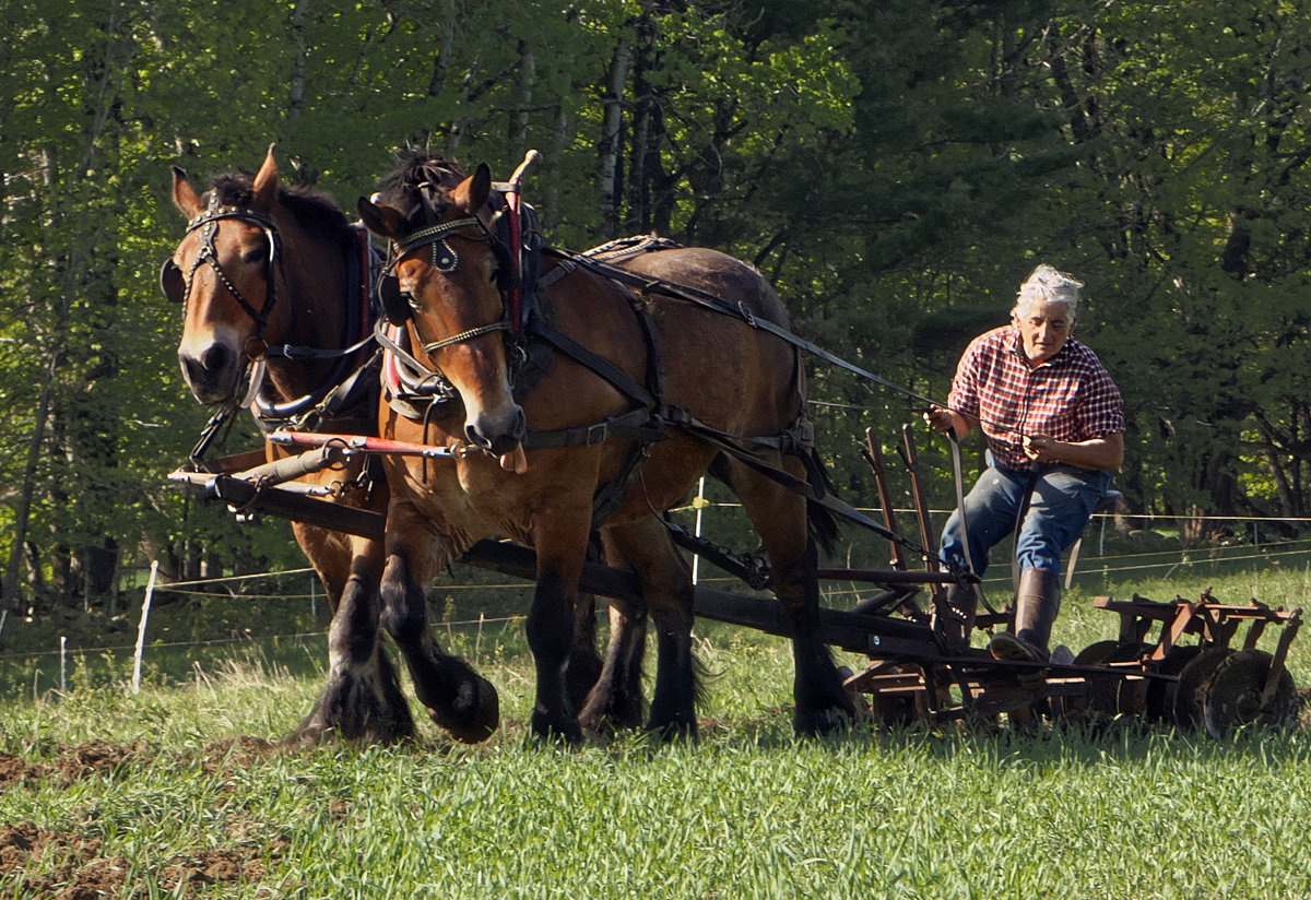 Portrait, Woman farmer, horse team, traditional, teamwork, pulling, working the land, horse power, traditional agriculture, rural skill, antique equipment, discing, Vermont
