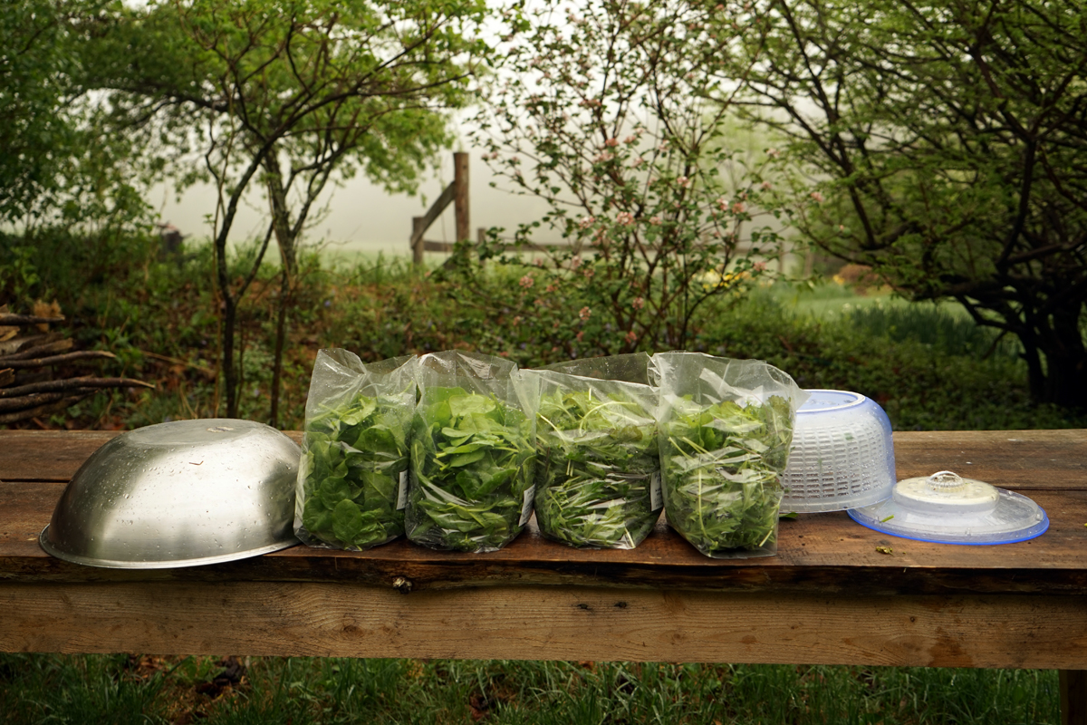 Vermont, vegetable farm, fresh, hand picked, dewy, misty morning, chemical-free, natural, wholesome