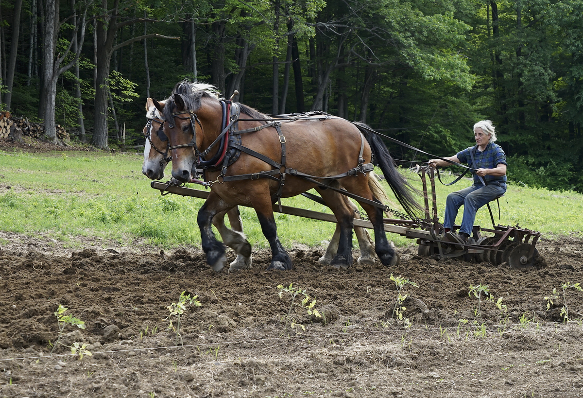 Environmental portrait, Woman farmer, working the land, living off the land, horse team, horse power, pulling, tilling, discing, antique equipment, Vermont farm scene