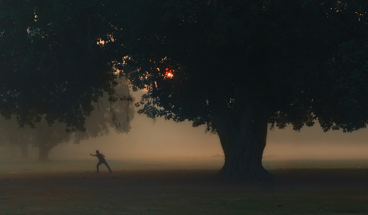 Street photography, Big tree, morning mist, park, man throwing, sunrise, Delhi, India