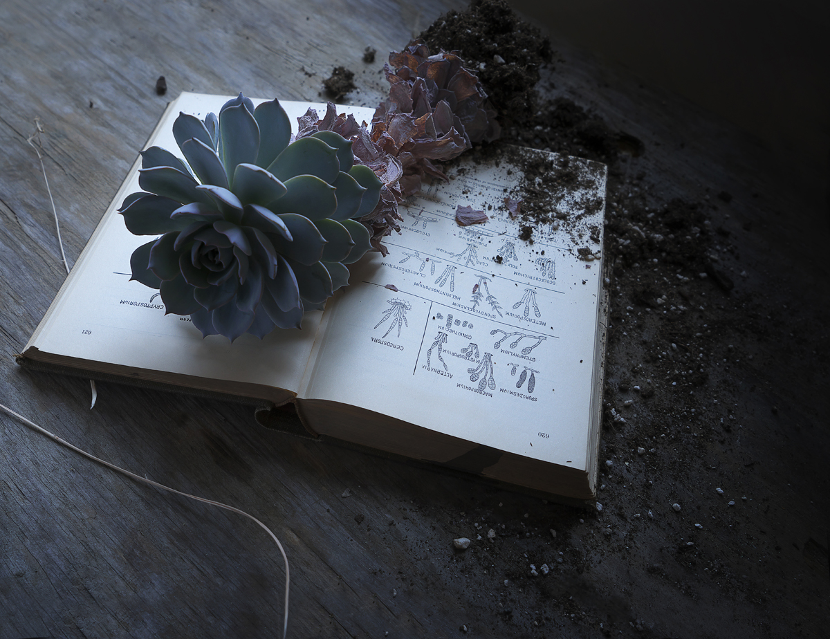 Still life, book, succulent, uprooted, houseplant
