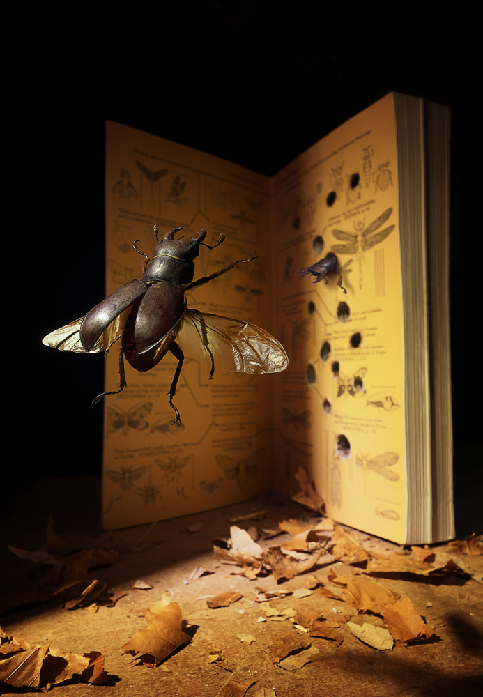 Still life, nature still life, stag beetle, book on insects