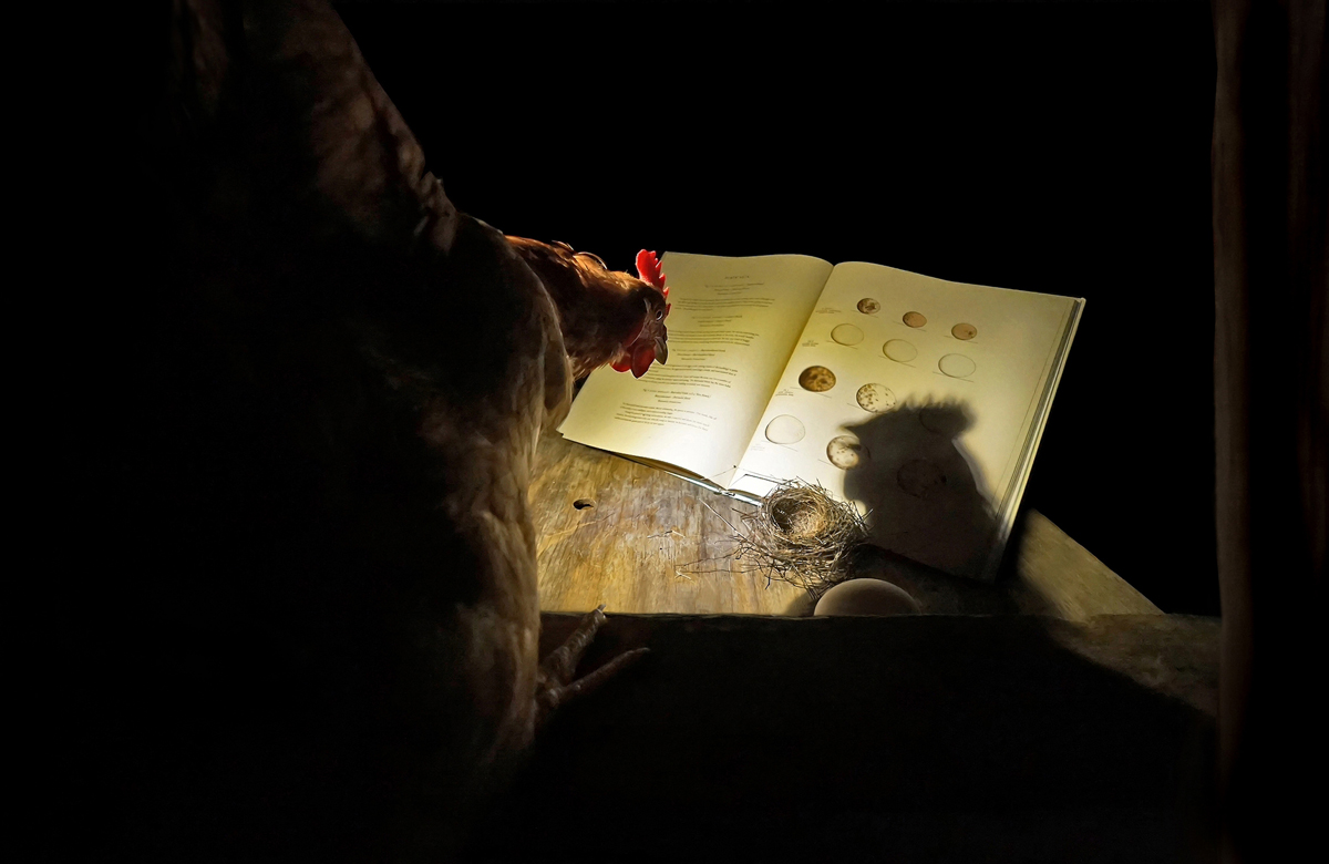 Chicken, nest, egg, book of egg illustrations