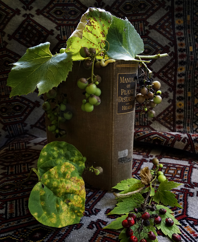 Botanical art, still life, diseased fruit, leaves, book on Plant Pathology