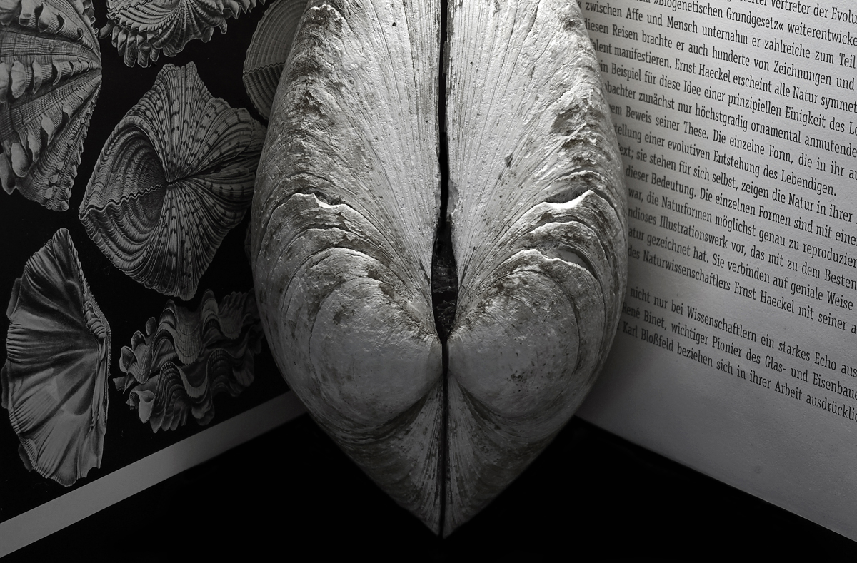 Still life, large clam shell, book on shells, Ernst Haeckel